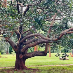 Harare Botanical Gardens - Harare