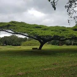 Harare Botanical Gardens - Harare