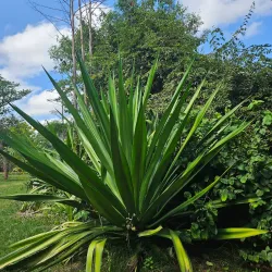 Harare Botanical Gardens - Harare