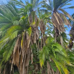 Harare Botanical Gardens - Harare