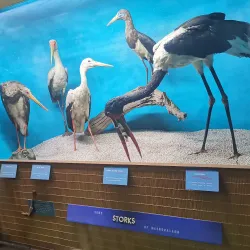 Zimbabwe Museum of Human Sciences - Harare