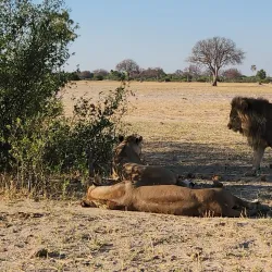 Hwange National Park Museum - Hwange