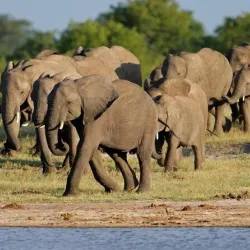 Hwange National Park - Hwange