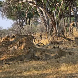 Hwange National Park - Hwange