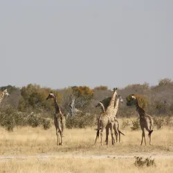 Hwange National Park - Hwange