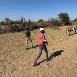 Ngamo Forest - Hwange