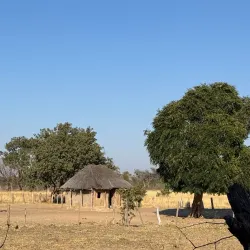 Ngamo Forest - Hwange