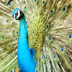 Kadoma Museum - Kadoma