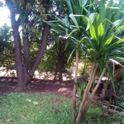Local Markets in Kadoma - Kadoma