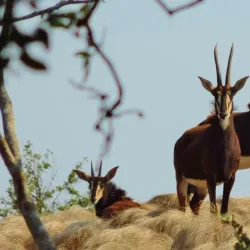 Marondera Museum - Marondera