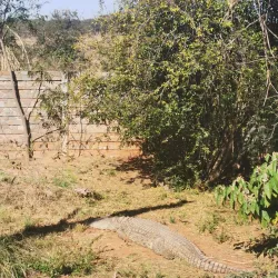 Mukuvisi Woodlands - Norton