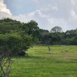 Mukuvisi Woodlands - Norton