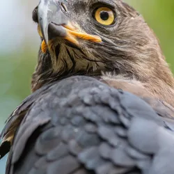 Wildlife Viewing in Mashonaland West - Norton