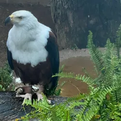 Wildlife Viewing in Mashonaland West - Norton