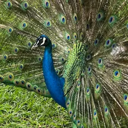 Wildlife Viewing in Mashonaland West - Norton