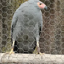 Wildlife Viewing in Mashonaland West - Norton