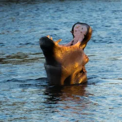 Zambezi River - Norton