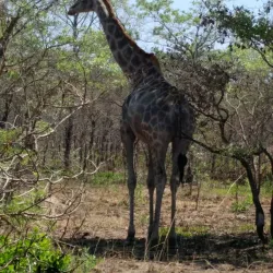Lake Chivero Recreational Park - Ruwa