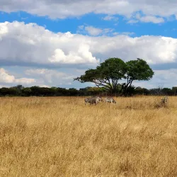 Mukuvisi Woodlands - Ruwa